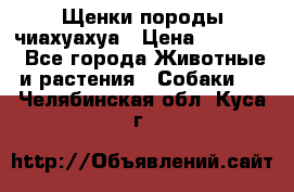 Щенки породы чиахуахуа › Цена ­ 12 000 - Все города Животные и растения » Собаки   . Челябинская обл.,Куса г.